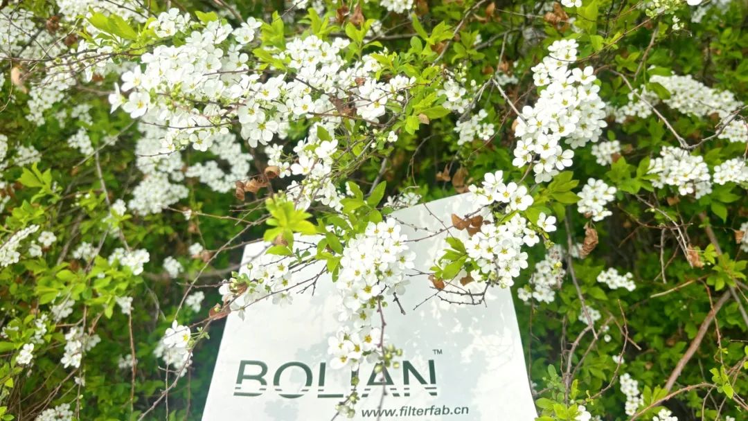 【BOLIAN】暮春，淺夏，BOLIAN花開